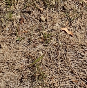 Acrida conica at Sullivans Creek, Acton - 2 Feb 2024 01:25 PM