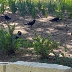 Corcorax melanorhamphos (White-winged Chough) at Australian National University - 2 Feb 2024 by VanceLawrence