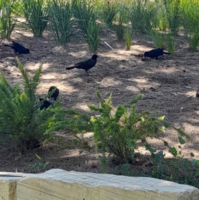 Corcorax melanorhamphos (White-winged Chough) at Australian National University - 2 Feb 2024 by VanceLawrence