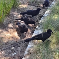 Corcorax melanorhamphos at Australian National University - 2 Feb 2024