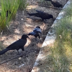 Corcorax melanorhamphos at Australian National University - 2 Feb 2024 01:20 PM