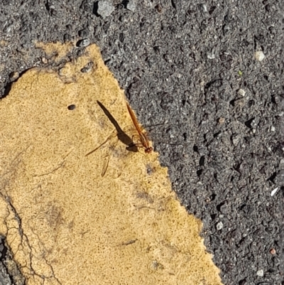 Diplacodes sp. (genus) (Percher) at Australian National University - 2 Feb 2024 by VanceLawrence