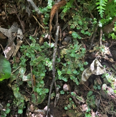Unidentified Moss, Liverwort or Hornwort at Uriarra Village, ACT - 1 Feb 2024 by Rebeccaryanactgov