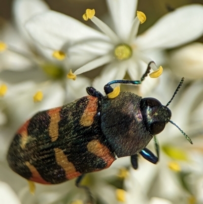 Castiarina sexplagiata (Jewel beetle) at Namadgi National Park - 27 Jan 2024 by Miranda