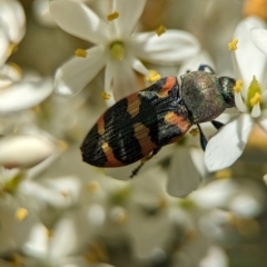 Castiarina sexplagiata at Namadgi National Park - 27 Jan 2024