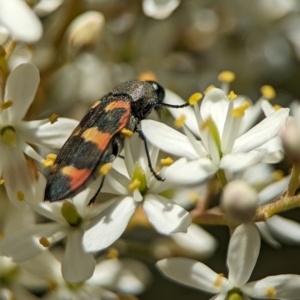 Castiarina sexplagiata at Namadgi National Park - 27 Jan 2024