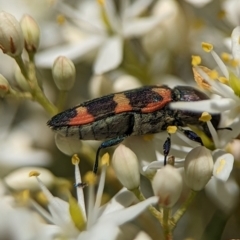 Castiarina sexplagiata at Namadgi National Park - 27 Jan 2024 02:18 PM