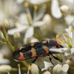 Castiarina sexplagiata at Namadgi National Park - 27 Jan 2024