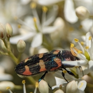 Castiarina sexplagiata at Namadgi National Park - 27 Jan 2024 02:18 PM