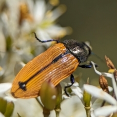 Castiarina subpura (A jewel beetle) at Tharwa, ACT - 27 Jan 2024 by Miranda