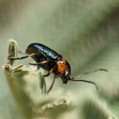 Aporocera (Aporocera) consors (A leaf beetle) at Tharwa, ACT - 27 Jan 2024 by Miranda
