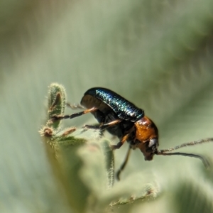 Aporocera (Aporocera) consors at Namadgi National Park - 27 Jan 2024