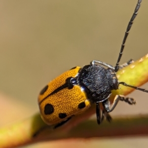 Cadmus (Cadmus) litigiosus at Namadgi National Park - 27 Jan 2024