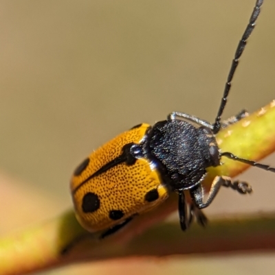 Cadmus (Cadmus) litigiosus (Leaf beetle) at Tharwa, ACT - 27 Jan 2024 by Miranda