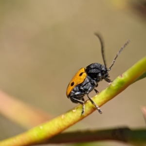 Cadmus (Cadmus) litigiosus at Namadgi National Park - 27 Jan 2024