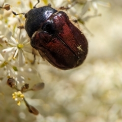 Bisallardiana gymnopleura (Brown flower chafer) at Namadgi National Park - 27 Jan 2024 by Miranda