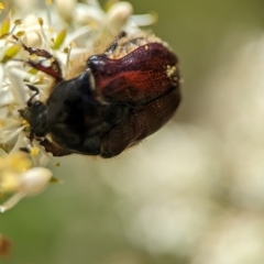 Bisallardiana gymnopleura at Namadgi National Park - 27 Jan 2024