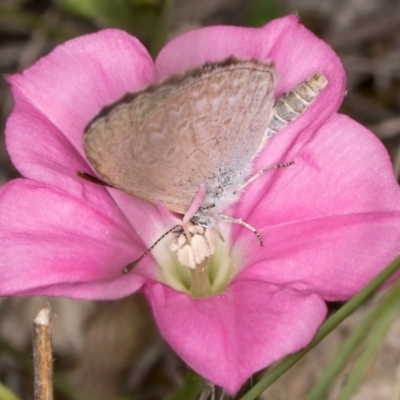 Zizina otis (Common Grass-Blue) at Fraser, ACT - 30 Jan 2024 by kasiaaus