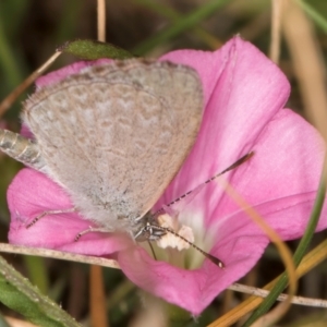 Zizina otis at Dunlop Grassland (DGE) - 31 Jan 2024