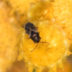 Lygaeidae (family) (Seed bug) at Dunlop Grasslands - 30 Jan 2024 by kasiaaus