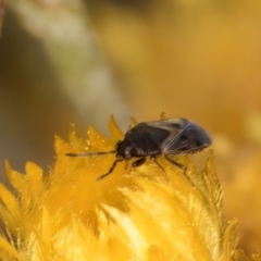 Lygaeidae (family) at Fraser, ACT - 31 Jan 2024