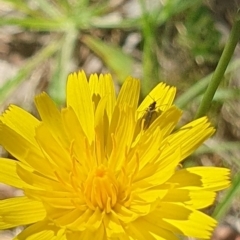 Bibionomorpha (infraorder) (Unidentified Gnat, Gall Midge or March Fly) at Griffith Woodland (GRW) - 9 Jan 2024 by BrendanG