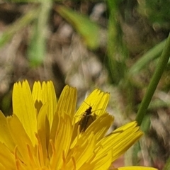 Bibionomorpha (infraorder) at Griffith Woodland (GRW) - 10 Jan 2024