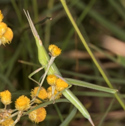 Acrida conica (Giant green slantface) at Dunlop Grassland (DGE) - 30 Jan 2024 by kasiaaus