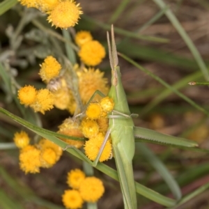 Acrida conica at Fraser, ACT - 31 Jan 2024 10:14 AM