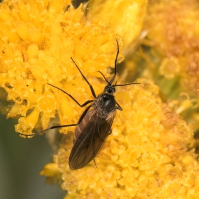 Bibionomorpha (infraorder) (Unidentified Gnat, Gall Midge or March Fly) at Dunlop Grasslands - 30 Jan 2024 by kasiaaus