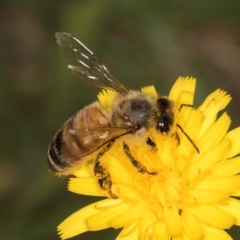 Apis mellifera (European honey bee) at Dunlop Grasslands - 30 Jan 2024 by kasiaaus