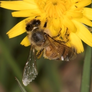 Apis mellifera at Fraser, ACT - 31 Jan 2024 10:18 AM