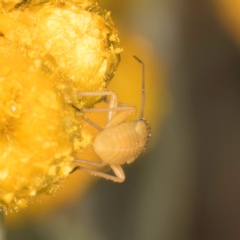 Miridae (family) (Unidentified plant bug) at Fraser, ACT - 31 Jan 2024 by kasiaaus