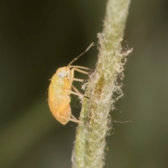 Miridae (family) at Fraser, ACT - 31 Jan 2024