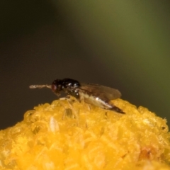 Eulophidae (family) at Dunlop Grassland (DGE) - 31 Jan 2024