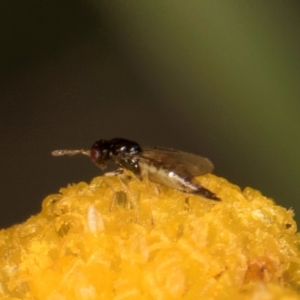 Eulophidae (family) at Fraser, ACT - 31 Jan 2024