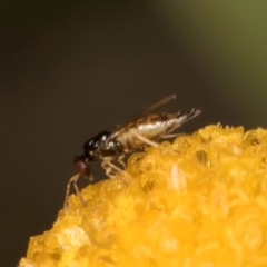 Eulophidae (family) at Dunlop Grassland (DGE) - 31 Jan 2024