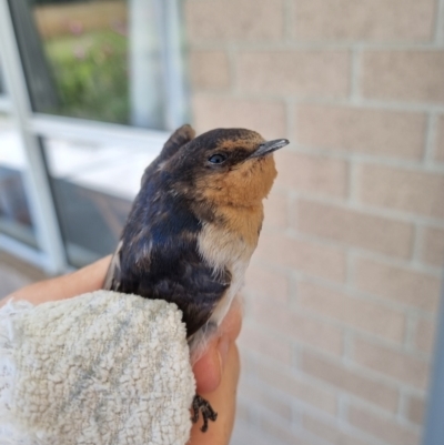 Hirundo neoxena (Welcome Swallow) at QPRC LGA - 2 Feb 2024 by Shairlyn