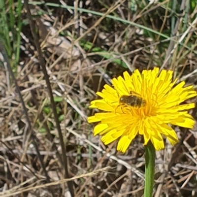 Lasioglossum (Chilalictus) sp. (genus & subgenus) (Halictid bee) at Griffith Woodland (GRW) - 9 Jan 2024 by BrendanG