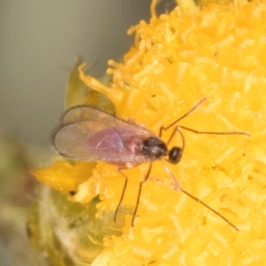 Sciaroidea sp. (Superfamily) at Dunlop Grassland (DGE) - 31 Jan 2024