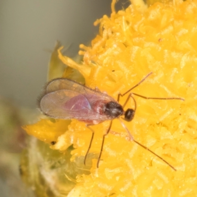 Sciaroidea sp. (Superfamily) (A fungus gnat or gall midge) at Dunlop Grassland (DGE) - 30 Jan 2024 by kasiaaus