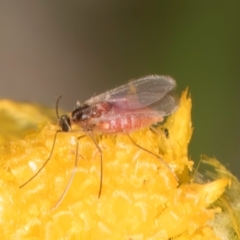 Sciaroidea sp. (Superfamily) at Dunlop Grassland (DGE) - 31 Jan 2024