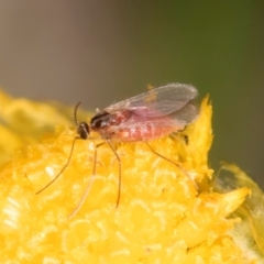 Sciaroidea sp. (Superfamily) at Dunlop Grassland (DGE) - 31 Jan 2024