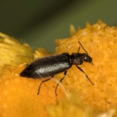 Dasytinae (subfamily) (Soft-winged flower beetle) at Dunlop Grasslands - 30 Jan 2024 by kasiaaus