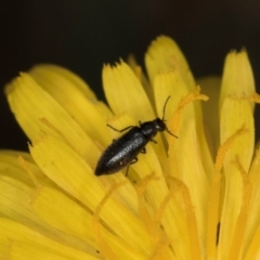 Dasytinae (subfamily) at Dunlop Grassland (DGE) - 31 Jan 2024