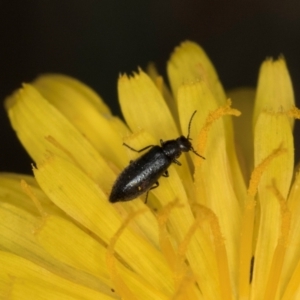 Dasytinae (subfamily) at Dunlop Grassland (DGE) - 31 Jan 2024