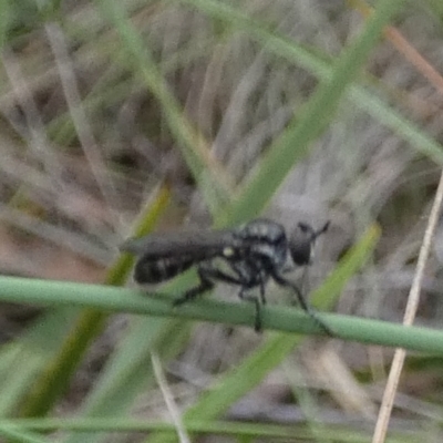 Atomosiini sp. (tribe) (Atomosiine robber fly) at QPRC LGA by Paul4K