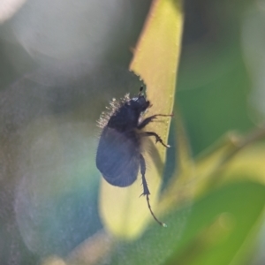 Liparetrus sp. (genus) at Namadgi National Park - 27 Jan 2024