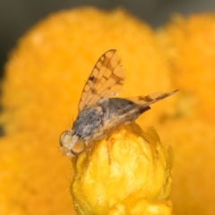 Austrotephritis pelia (Australian Fruit Fly) at Dunlop Grasslands - 30 Jan 2024 by kasiaaus