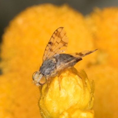 Austrotephritis pelia (Australian Fruit Fly) at Fraser, ACT - 30 Jan 2024 by kasiaaus